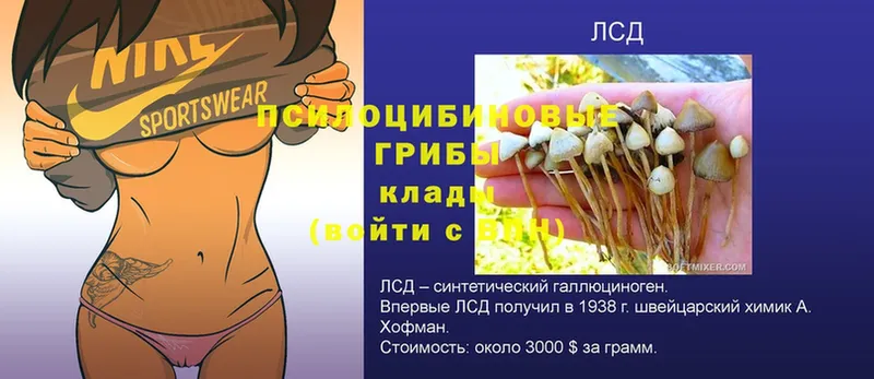 Галлюциногенные грибы Psilocybe  Туймазы 